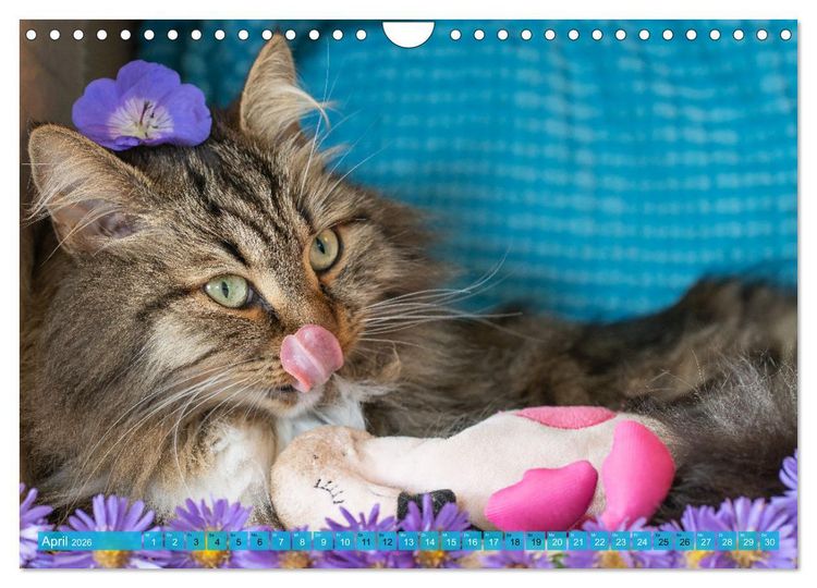 Produktbild: Maui und Molokai - Sibirische Katzenschwestern (Wandkalender 2026 DIN A4 quer), CALVENDO Monatskalender