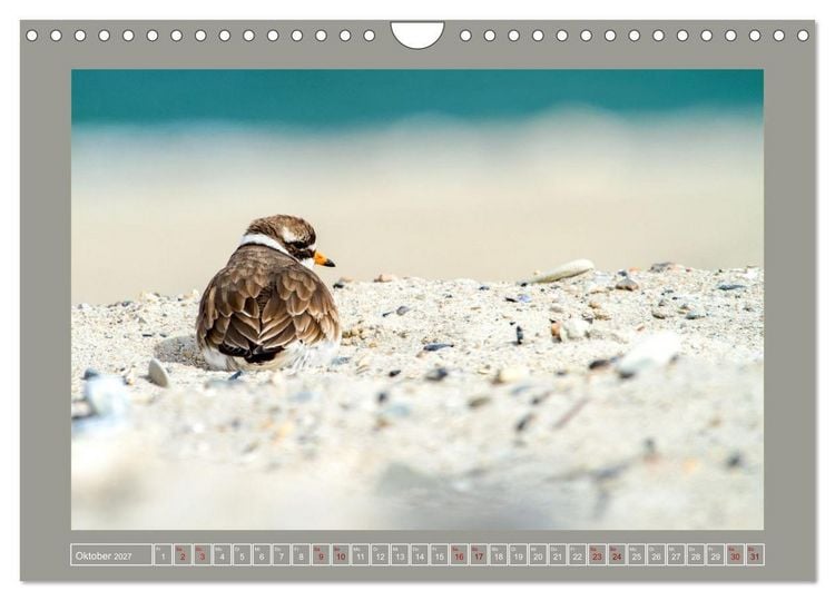 Produktbild: Limikolen - Watv&ouml;gel aus Europa (Wandkalender 2027 DIN A4 quer), CALVENDO Monatskalender
