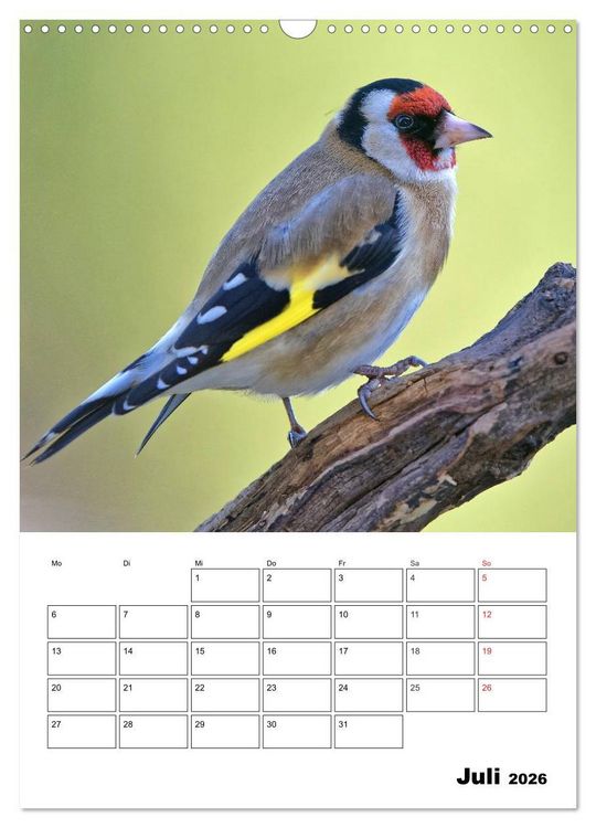 Produktbild: Bezaubernde V&ouml;gel im heimischen Garten (Wandkalender 2026 DIN A3 hoch), CALVENDO Monatskalender
