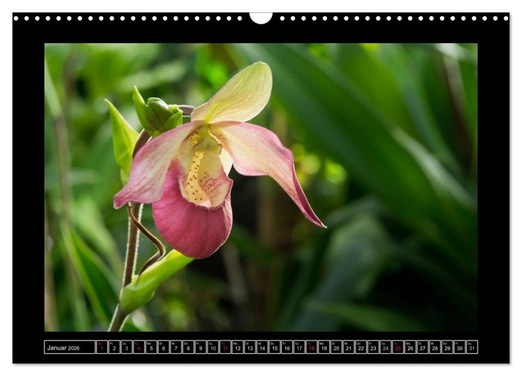 Produktbild: Frauenschuhe - die sch&ouml;nsten Orchideen der Welt (Wandkalender 2026 DIN A3 quer), CALVENDO Monatskalender