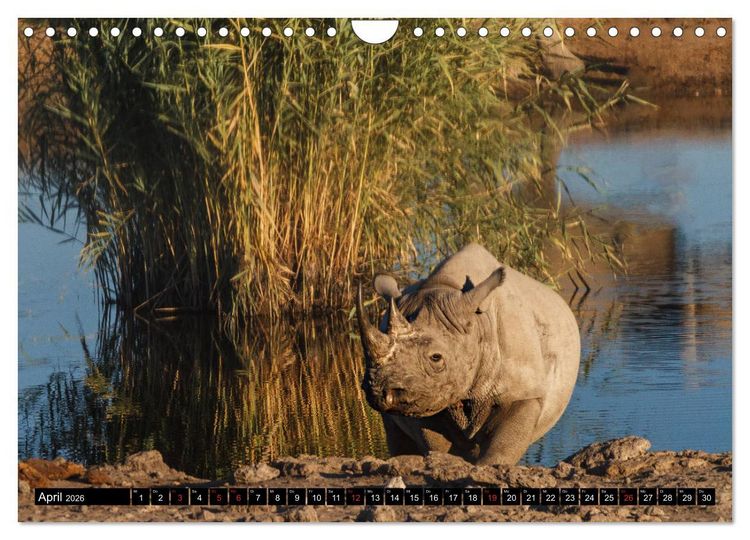 Produktbild: Afrikas Tierwelt: Nash&ouml;rner (Wandkalender 2026 DIN A4 quer), CALVENDO Monatskalender
