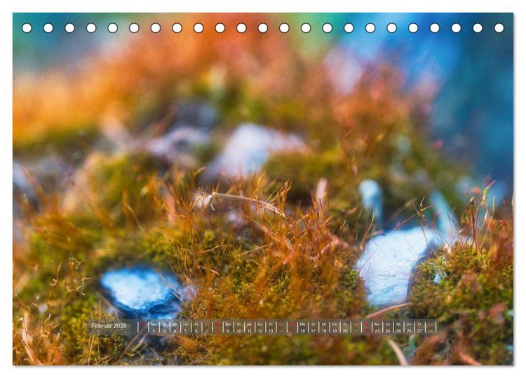 Produktbild: Vielfalt am Waldboden (Tischkalender 2026 DIN A5 quer), CALVENDO Monatskalender