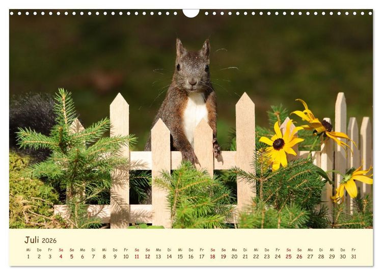 Produktbild: Eichh&ouml;rnchen - zauberhaft verspielt (Wandkalender 2026 DIN A3 quer), CALVENDO Monatskalender