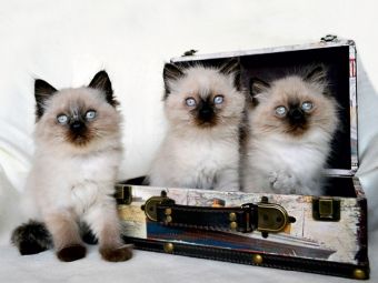 Produktbild: CALVENDO Puzzle Crusaders Ragdoll Katzen | 1000 Teile Lege-Gr&ouml;&szlig;e 64x48cm Foto-Puzzle f&uuml;r gl&uuml;ckliche Stunden