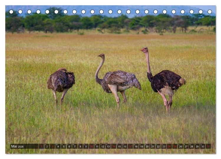 Produktbild: Abenteuer Tansania, Afrika (Tischkalender 2026 DIN A5 quer), CALVENDO Monatskalender