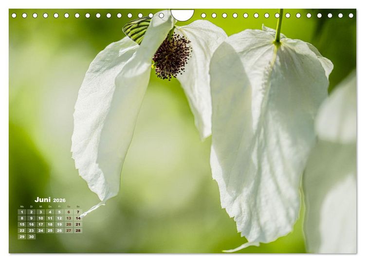 Produktbild: Fr&uuml;hlingstr&auml;ume in Wei&szlig; (Wandkalender 2026 DIN A4 quer), CALVENDO Monatskalender