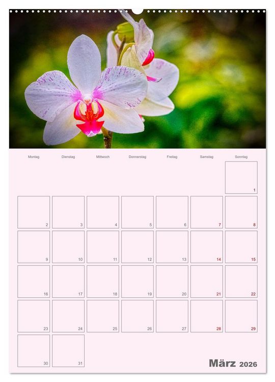 Produktbild: Nachtfalterorchideen in High Dynamic (hochwertiger Premium Wandkalender 2026 DIN A2 hoch), Kunstdruck in Hochglanz