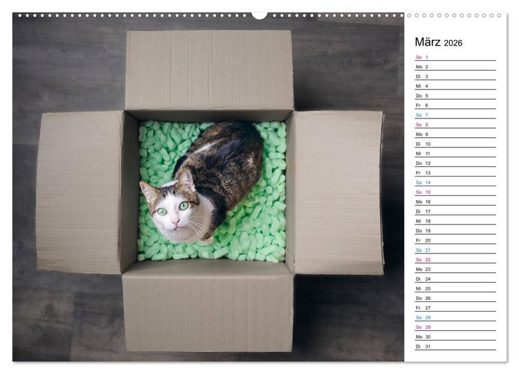 Produktbild: Karton Katzen (Wandkalender 2026 DIN A2 quer), CALVENDO Monatskalender