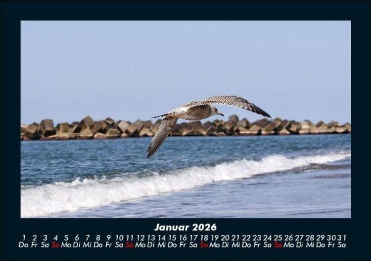 Produktbild: M&ouml;wen 2026 Fotokalender DIN A5