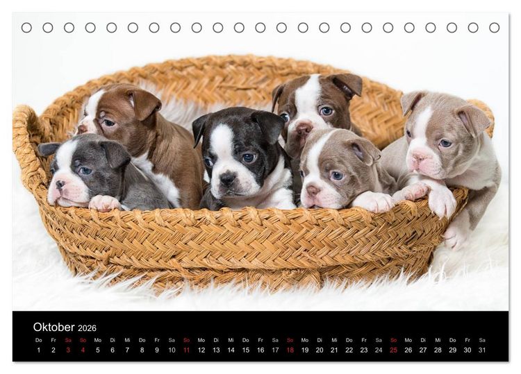 Produktbild: Colored Boston Terrier 2026 (Tischkalender 2026 DIN A5 quer), CALVENDO Monatskalender