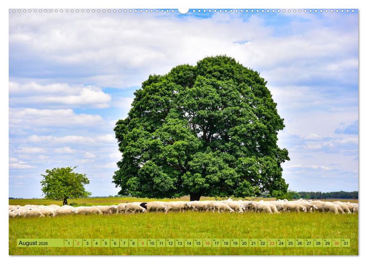 Produktbild: B&auml;ume sind Tr&auml;ume (hochwertiger Premium Wandkalender 2026 DIN A2 quer), Kunstdruck in Hochglanz