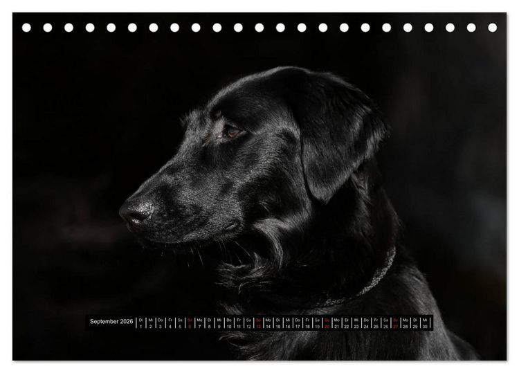Produktbild: Flatcoated Retriever Black Edition (Tischkalender 2026 DIN A5 quer), CALVENDO Monatskalender