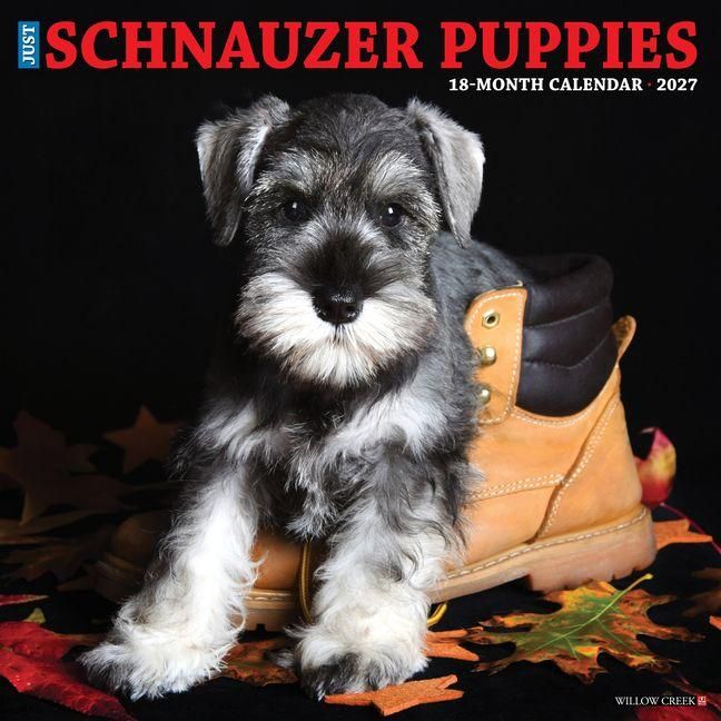 Produktbild: Schnauzer Puppies 2027 12 X 12 Wall Calendar