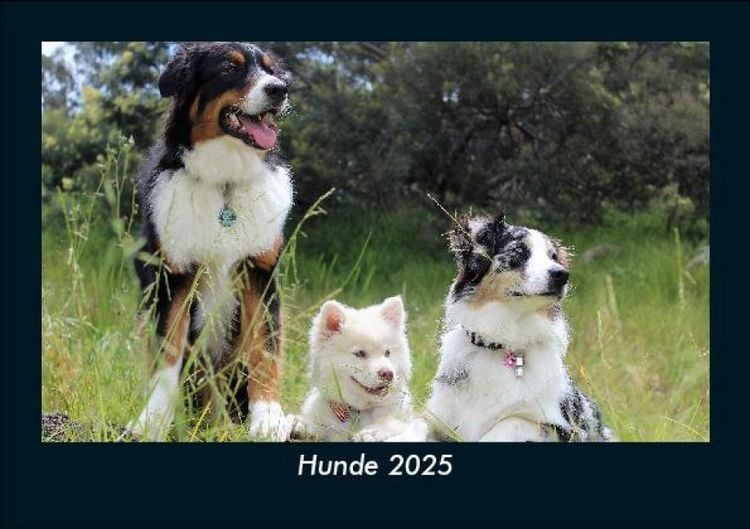 Produktbild: Hunde 2025 Fotokalender DIN A5