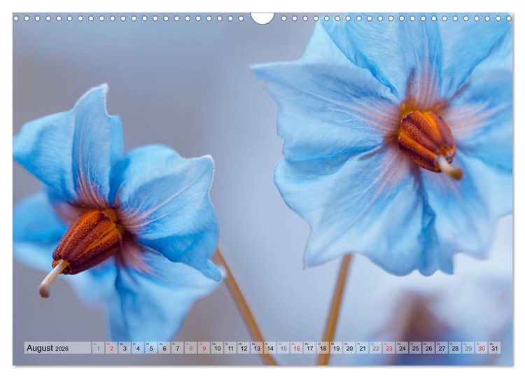 Produktbild: Farbenfroher Bl&uuml;tentraum (Wandkalender 2026 DIN A3 quer), CALVENDO Monatskalender