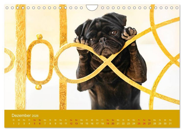 Produktbild: Diesel - ein mopsiges Leben (Wandkalender 2026 DIN A4 quer), CALVENDO Monatskalender