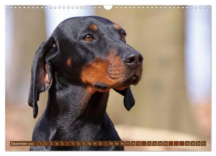 Produktbild: Brandlbracken (Wandkalender 2026 DIN A3 quer), CALVENDO Monatskalender