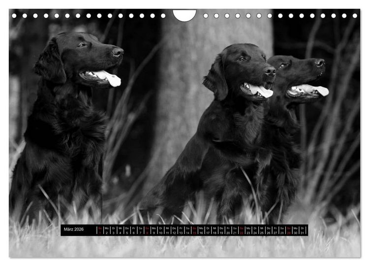 Produktbild: Flatcoated Retriever Black Edition (Wandkalender 2026 DIN A4 quer), CALVENDO Monatskalender