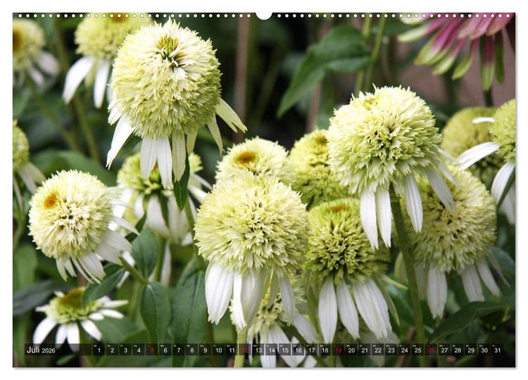 Produktbild: Sonnenhut im Garten (Wandkalender 2026 DIN A2 quer), CALVENDO Monatskalender