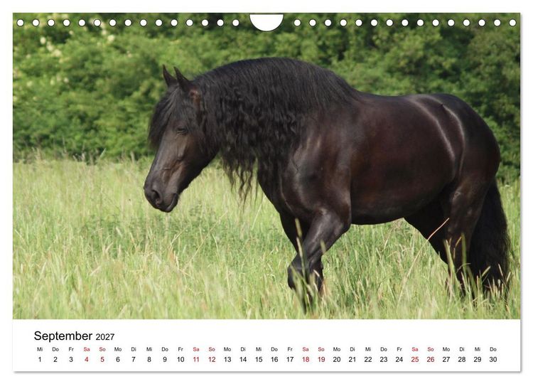 Produktbild: Friesen - Kraft und Eleganz (Wandkalender 2027 DIN A4 quer), CALVENDO Monatskalender