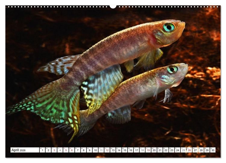 Produktbild: Killifische S&uuml;damerikas (hochwertiger Premium Wandkalender 2026 DIN A2 quer), Kunstdruck in Hochglanz