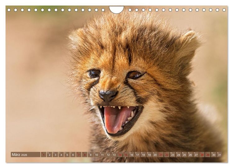 Produktbild: Afrikas Tierwelt - Geparde (Wandkalender 2026 DIN A4 quer), CALVENDO Monatskalender
