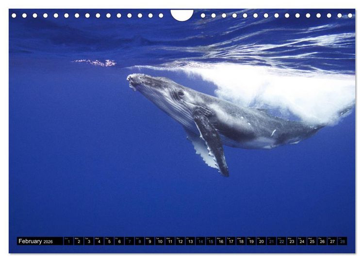 Produktbild: A Whale of a Year (Wall Calendar 2026 DIN A4 landscape), CALVENDO 12 Month Wall Calendar