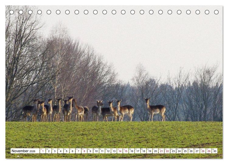 Produktbild: Colditz und Umgebung (Tischkalender 2026 DIN A5 quer), CALVENDO Monatskalender