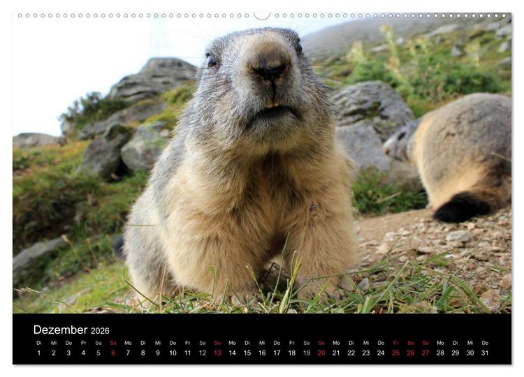 Produktbild: Murmeltiere (hochwertiger Premium Wandkalender 2026 DIN A2 quer), Kunstdruck in Hochglanz