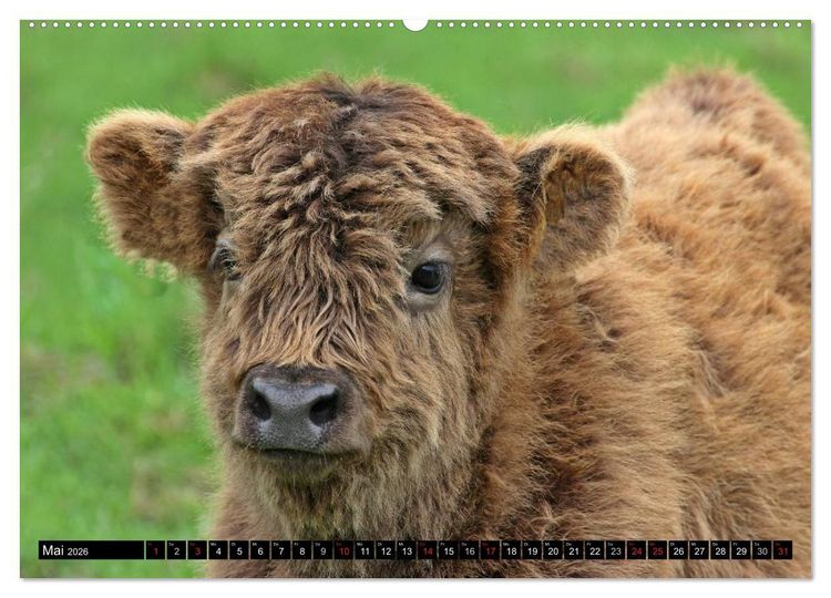 Produktbild: Das Schottische Hochlandrind (hochwertiger Premium Wandkalender 2026 DIN A2 quer), Kunstdruck in Hochglanz