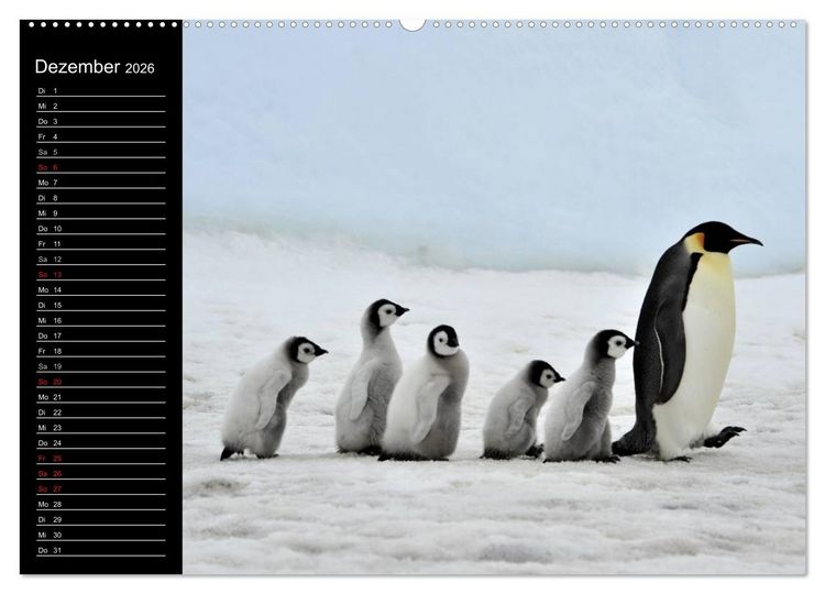 Produktbild: Pinguine - Kaiser- und K&ouml;nigspinguine (hochwertiger Premium Wandkalender 2026 DIN A2 quer), Kunstdruck in Hochglanz