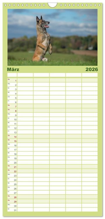 Produktbild: Familienplaner 2026 - Belgischer Sch&auml;ferhund - Der Malinois in Action mit 5 Spalten (Wandkalender, 21 x 45 cm) CALVENDO