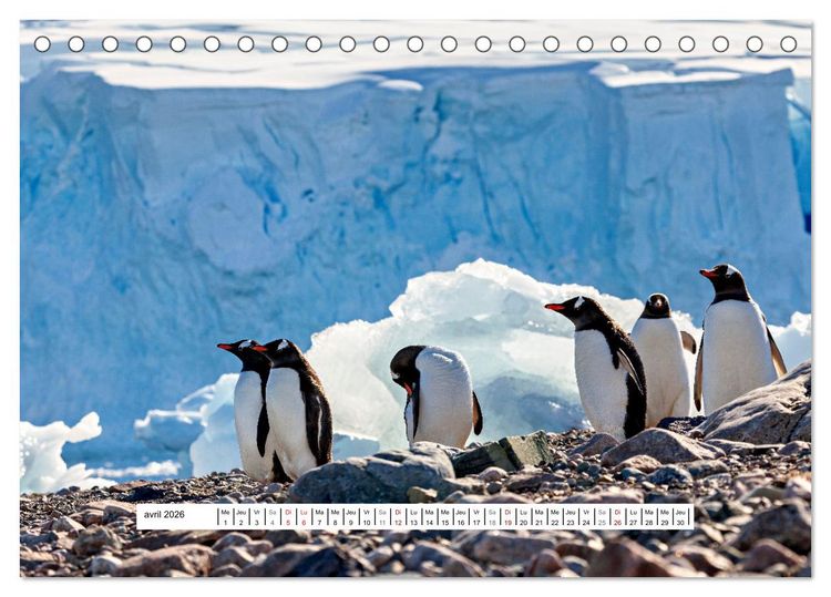 Produktbild: L'Antarctique magique (Calendrier de bureau 2026 DIN A5 vertical), CALVENDO calendrier mensuel