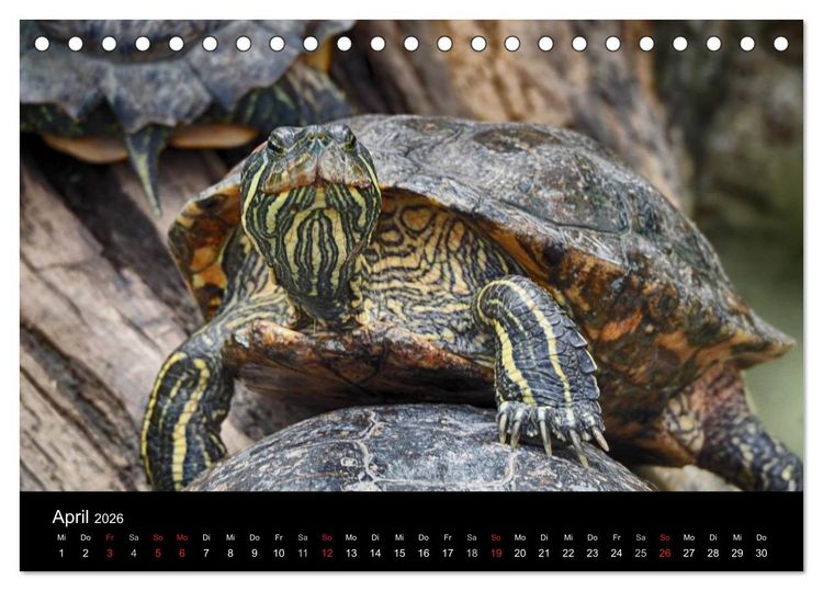 Produktbild: Wasserschildkr&ouml;ten (Tischkalender 2026 DIN A5 quer), CALVENDO Monatskalender