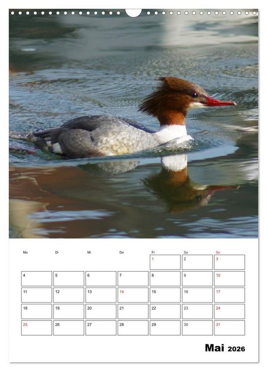 Produktbild: Liebenswerte Enten (Wandkalender 2026 DIN A3 hoch), CALVENDO Monatskalender