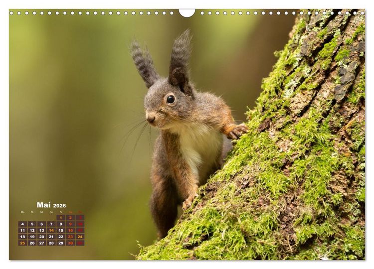 Produktbild: Das Eurasische Eichh&ouml;rnchen - Kunterbuntes Waldtreiben (Wandkalender 2026 DIN A3 quer), CALVENDO Monatskalender