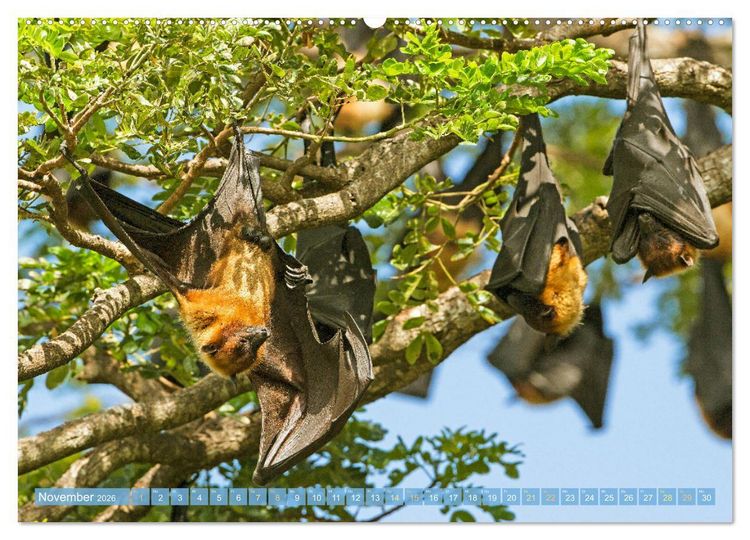 Produktbild: Flughunde: Vegetarische Drachenflieger (hochwertiger Premium Wandkalender 2026 DIN A2 quer), Kunstdruck in Hochglanz