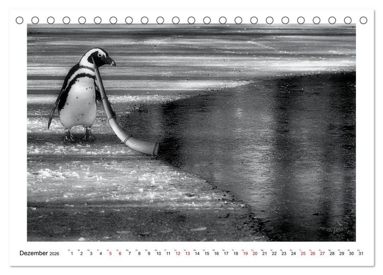 Produktbild: Pinguine privat (Tischkalender 2026 DIN A5 quer), CALVENDO Monatskalender