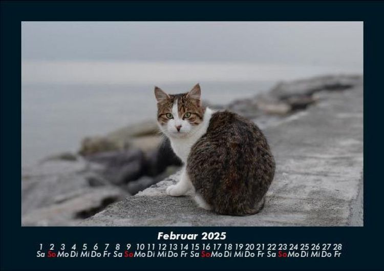 Produktbild: F&uuml;r Katzenfreunde 2025 Fotokalender DIN A5