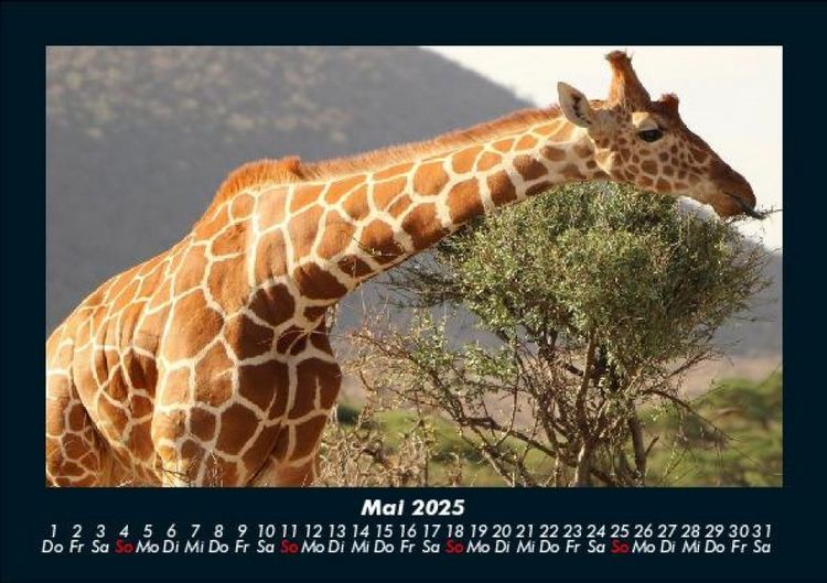 Produktbild: Giraffen 2025 Fotokalender DIN A5