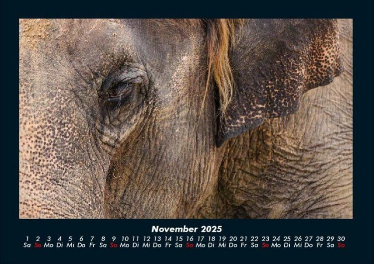 Produktbild: Der Elefantenkalender 2025 Fotokalender DIN A4