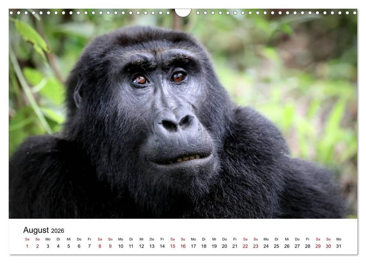 Produktbild: UGANDA - Berggorillas & Chimps (Wandkalender 2026 DIN A3 quer), CALVENDO Monatskalender