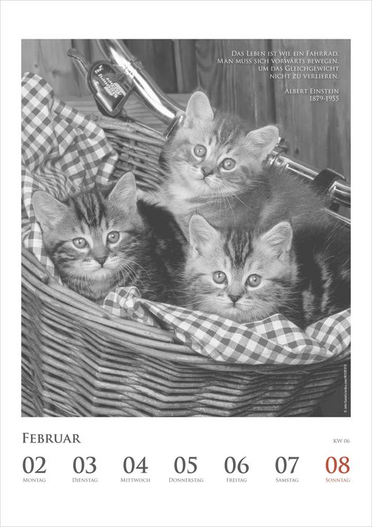 Produktbild: Der poetische Katzenkalender im Format 21 x 29,7