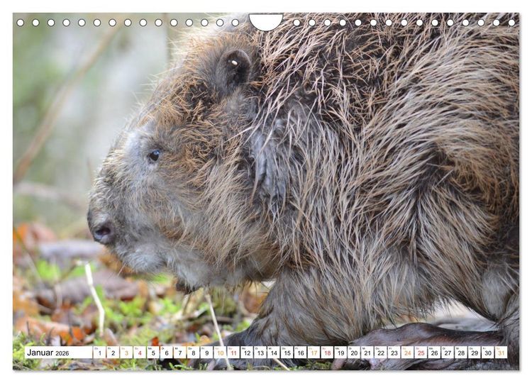 Produktbild: Der Biber, ein guter Bauhandwerker (Wandkalender 2026 DIN A4 quer), CALVENDO Monatskalender