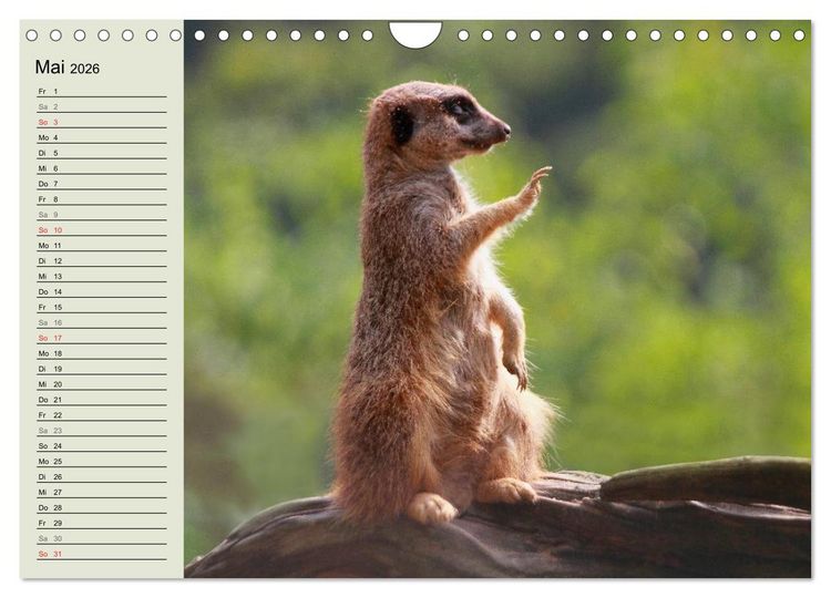 Produktbild: Erdm&auml;nnchen (Wandkalender 2026 DIN A4 quer), CALVENDO Monatskalender