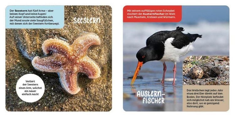 Produktbild: Tiere in der Nordsee