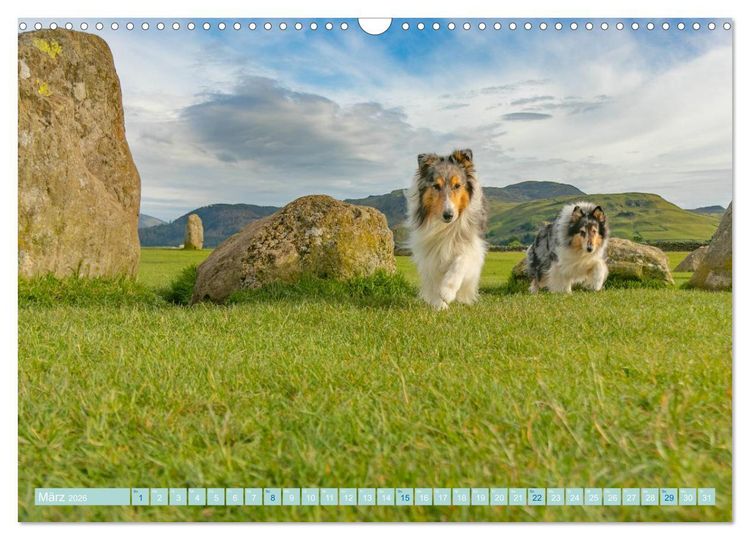 Produktbild: Highland-Collies - Auf vier Pfoten durch Schottland und Irland (Wandkalender 2026 DIN A3 quer), CALVENDO Monatskalender