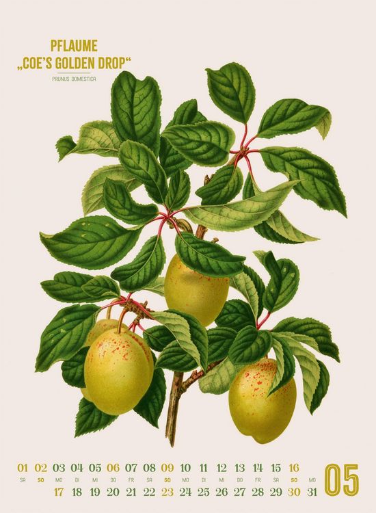 Produktbild: Obstgarten Kalender 2027 | Apfel, Birne, Pflaume & Co.