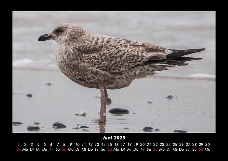 Produktbild: Vogelparadies 2025 Fotokalender DIN A3