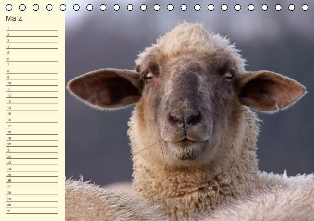 Produktbild: Der wollige Geburtstagskalender (Tischkalender immerw&auml;hrend DIN A5 quer)